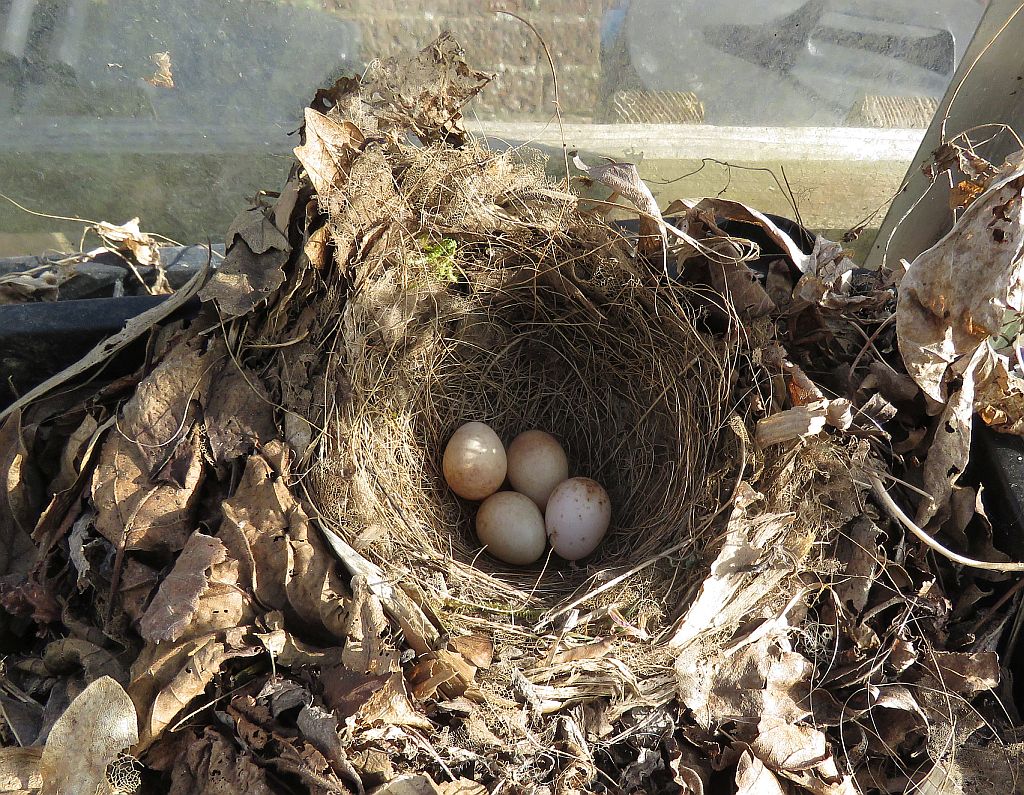  Robins Nest